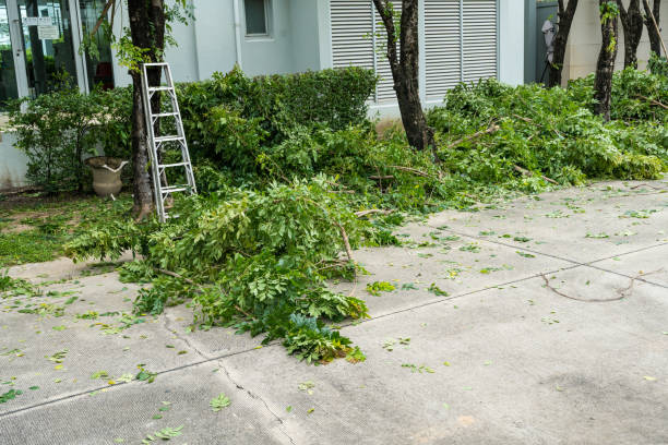 How Our Tree Care Process Works  in  West Wood, UT